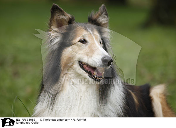 Langhaarcollie / longhaired Collie / RR-51683