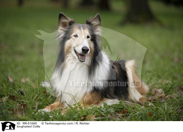 Langhaarcollie / longhaired Collie / RR-51686