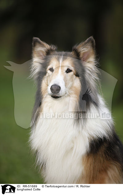 Langhaarcollie / longhaired Collie / RR-51689