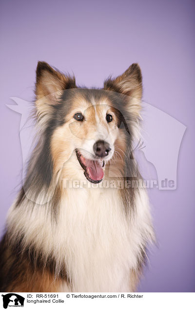 Langhaarcollie / longhaired Collie / RR-51691