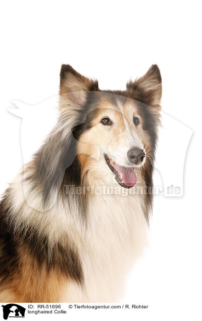 Langhaarcollie / longhaired Collie / RR-51696