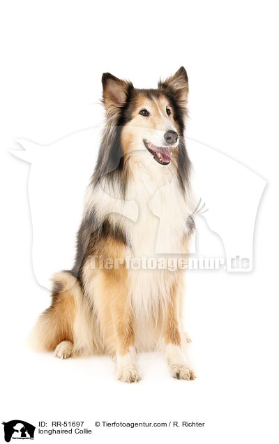 Langhaarcollie / longhaired Collie / RR-51697