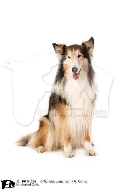 Langhaarcollie / longhaired Collie / RR-51699