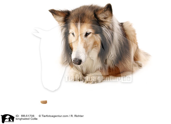 Langhaarcollie / longhaired Collie / RR-51706