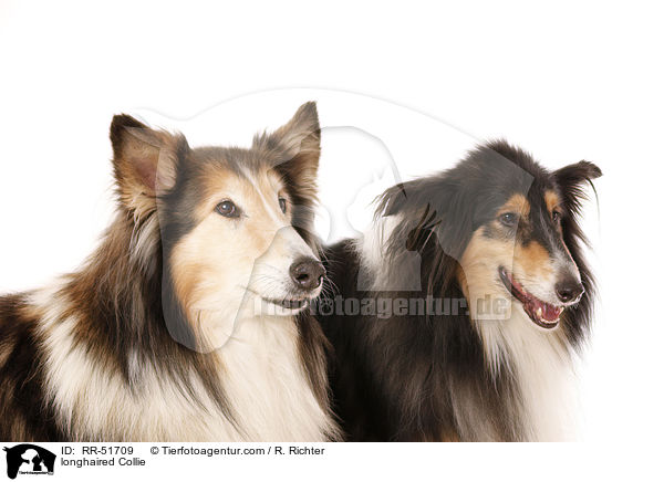 Langhaarcollie / longhaired Collie / RR-51709