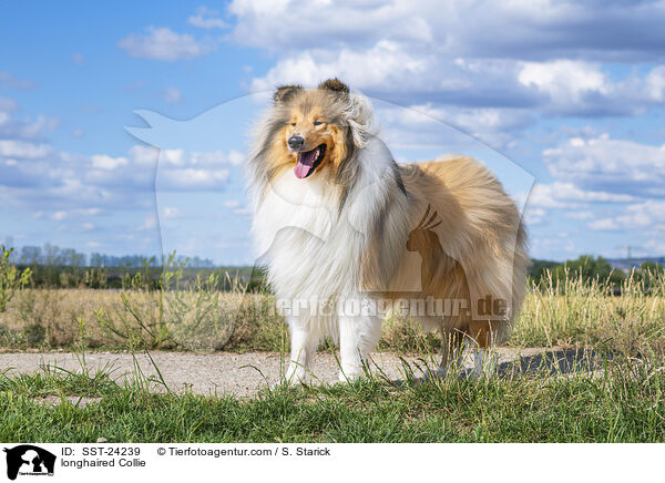 Langhaarcollie / longhaired Collie / SST-24239