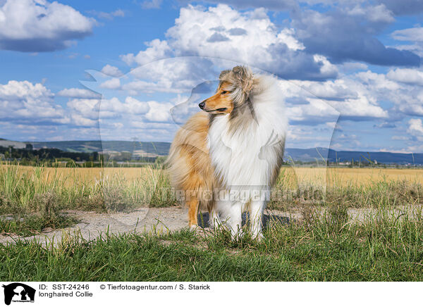 longhaired Collie / SST-24246