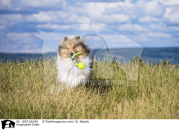 Langhaarcollie / longhaired Collie / SST-24249