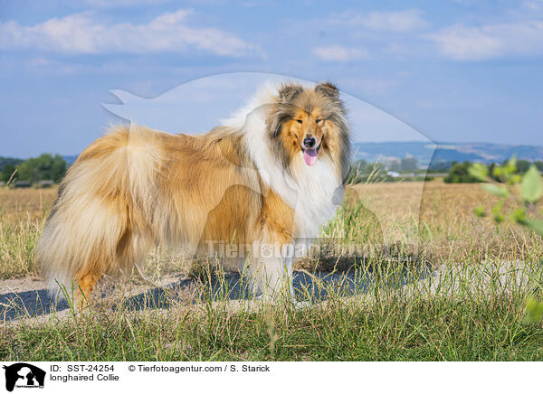 longhaired Collie / SST-24254