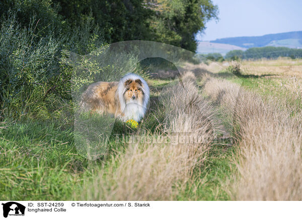 Langhaarcollie / longhaired Collie / SST-24259