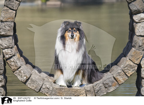 Langhaarcollie / longhaired Collie / SST-24272