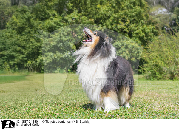 Langhaarcollie / longhaired Collie / SST-24280