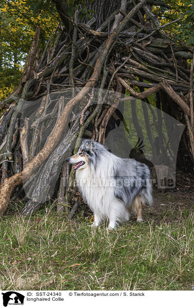 longhaired Collie / SST-24340