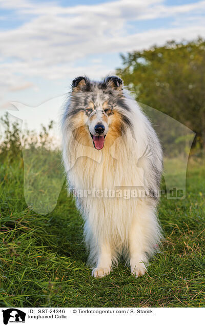 Langhaarcollie / longhaired Collie / SST-24346