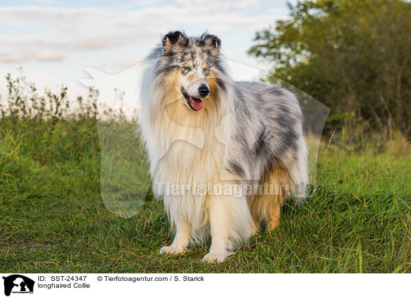 longhaired Collie / SST-24347