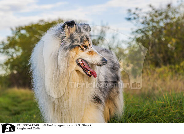 longhaired Collie / SST-24349