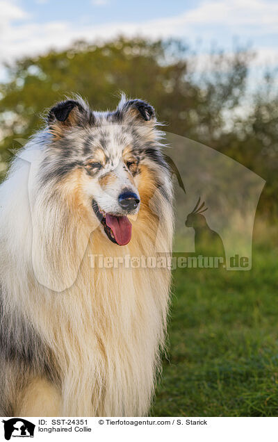 longhaired Collie / SST-24351