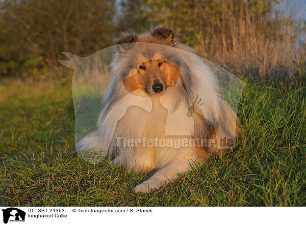 Langhaarcollie / longhaired Collie / SST-24363