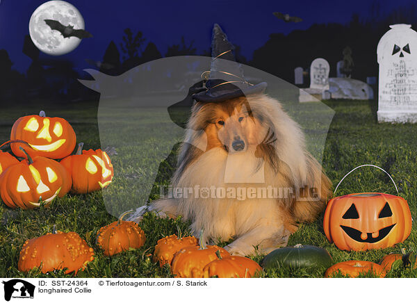 longhaired Collie / SST-24364