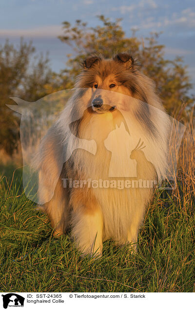 Langhaarcollie / longhaired Collie / SST-24365