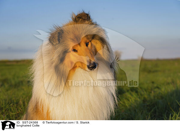 Langhaarcollie / longhaired Collie / SST-24368