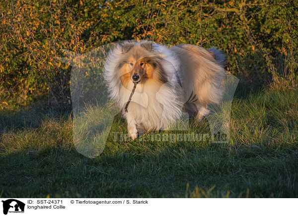 Langhaarcollie / longhaired Collie / SST-24371