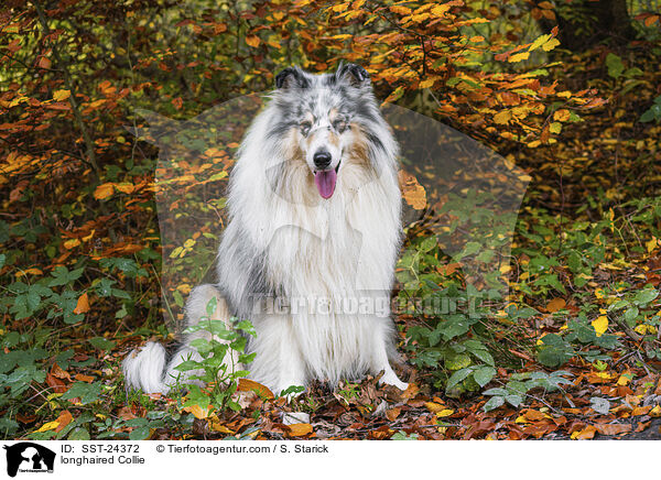 longhaired Collie / SST-24372