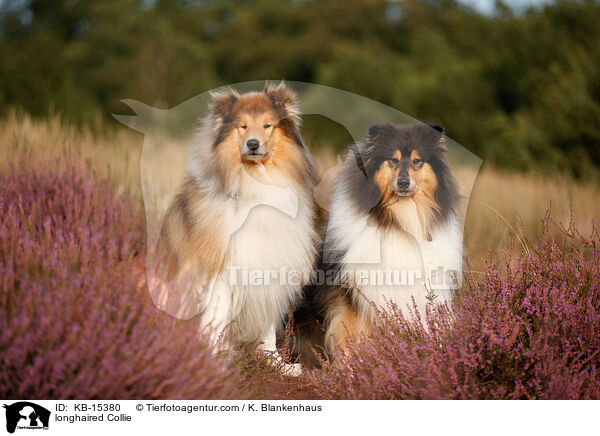 longhaired Collie / KB-15380
