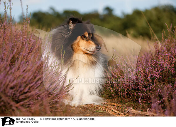 longhaired Collie / KB-15382