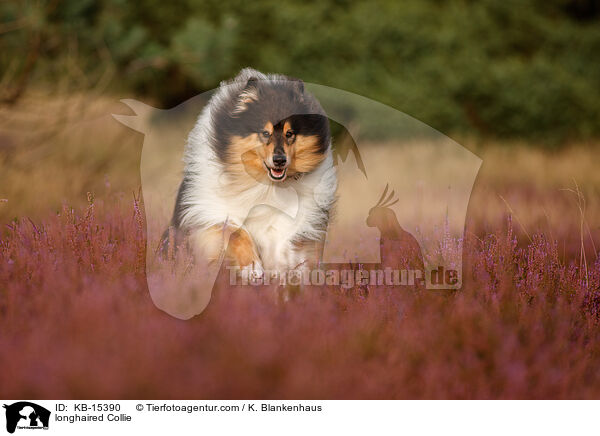Langhaarcollie / longhaired Collie / KB-15390