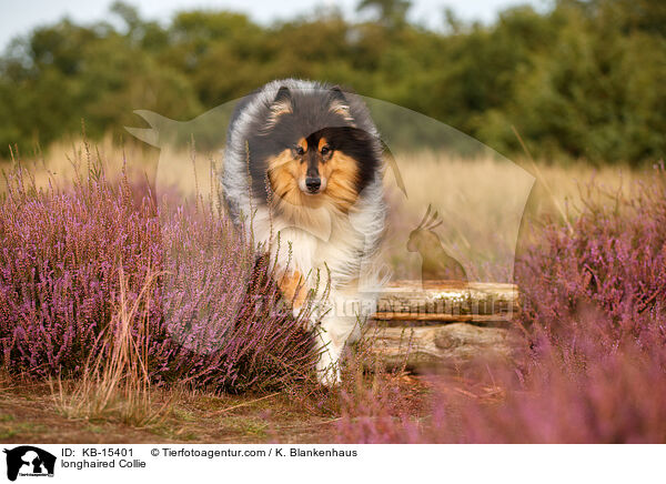 longhaired Collie / KB-15401