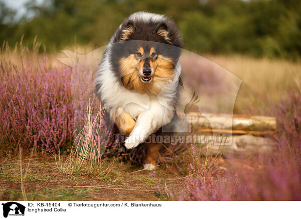 Langhaarcollie / longhaired Collie / KB-15404