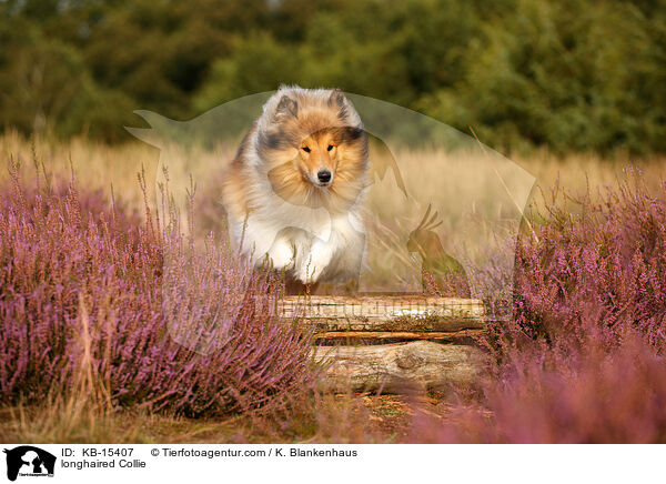 longhaired Collie / KB-15407