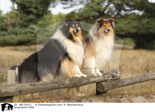 Langhaarcollie / longhaired Collie / KB-15412