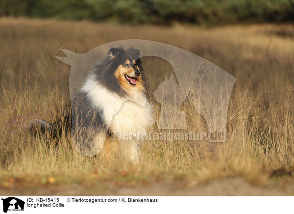 longhaired Collie / KB-15415