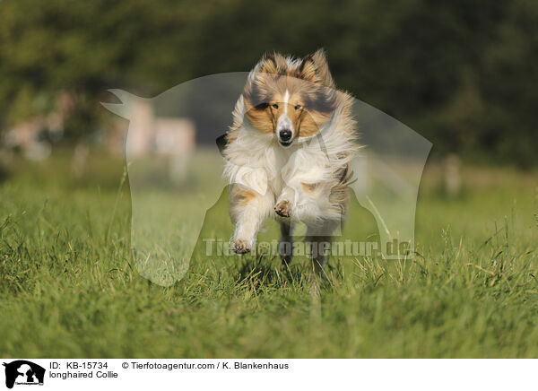 Langhaarcollie / longhaired Collie / KB-15734
