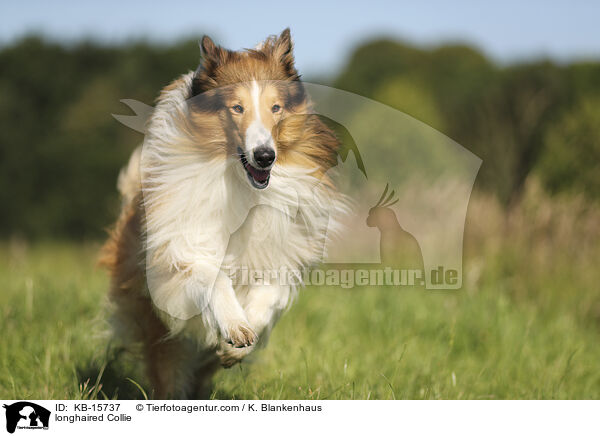 Langhaarcollie / longhaired Collie / KB-15737