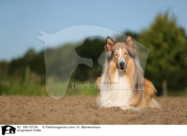 Langhaarcollie / longhaired Collie / KB-15739