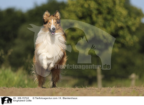 Langhaarcollie / longhaired Collie / KB-15742