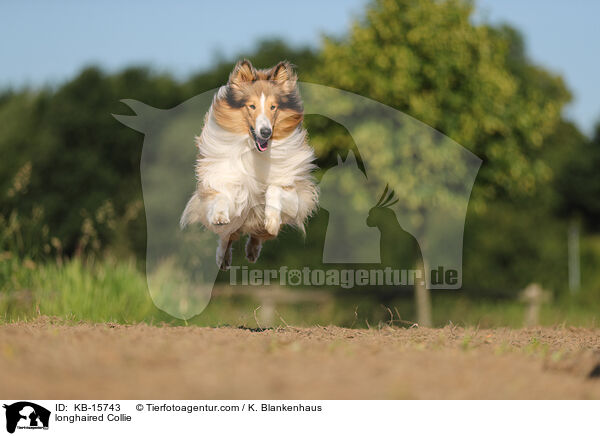 Langhaarcollie / longhaired Collie / KB-15743