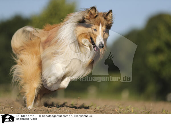 Langhaarcollie / longhaired Collie / KB-15744