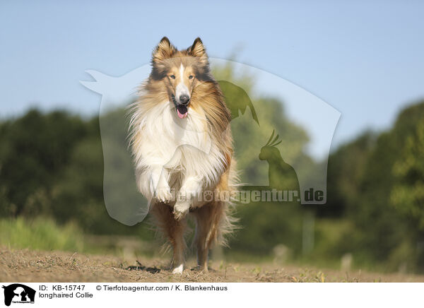 Langhaarcollie / longhaired Collie / KB-15747