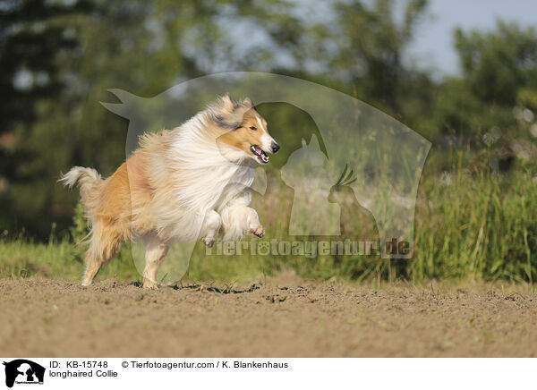 Langhaarcollie / longhaired Collie / KB-15748