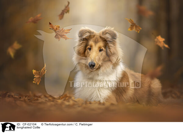 Langhaarcollie / longhaired Collie / CF-02104