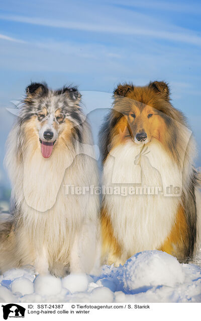 Langhaarcollie im Winter / Long-haired collie in winter / SST-24387