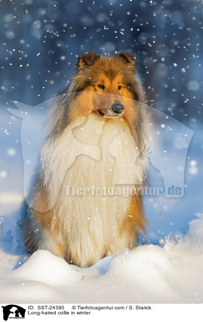 Langhaarcollie im Winter / Long-haired collie in winter / SST-24390