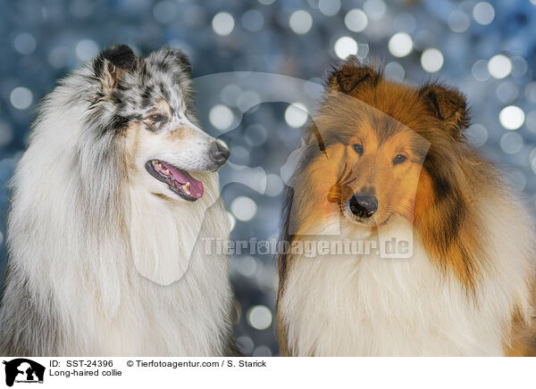 Lannghaarcollie / Long-haired collie / SST-24396