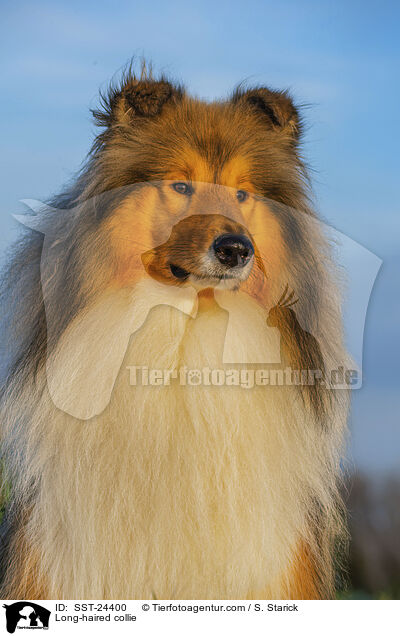 Lannghaarcollie / Long-haired collie / SST-24400