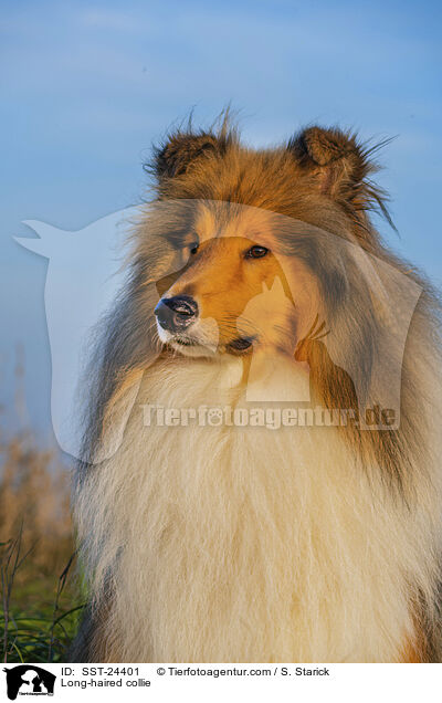 Lannghaarcollie / Long-haired collie / SST-24401