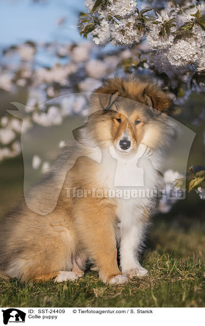Collie Welpe / Collie puppy / SST-24409